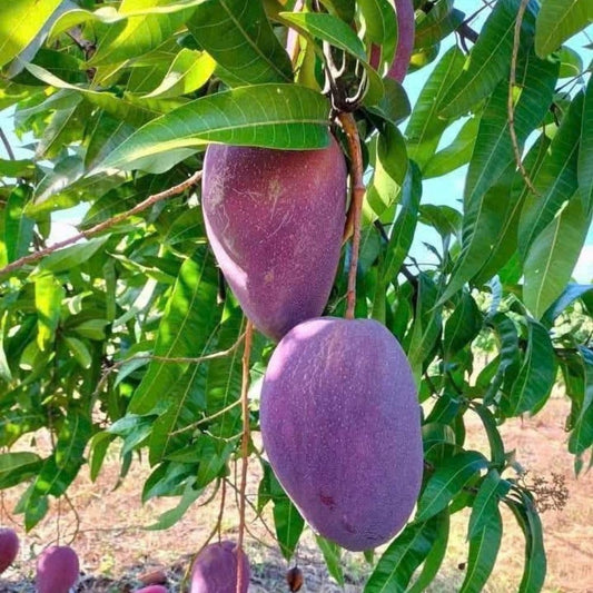 Tommy Atkins Mango Tree 2-3 Gal Pot, Grafted Mango Plant for Backyard Garden Patio, Live Tropical Fruit Tree