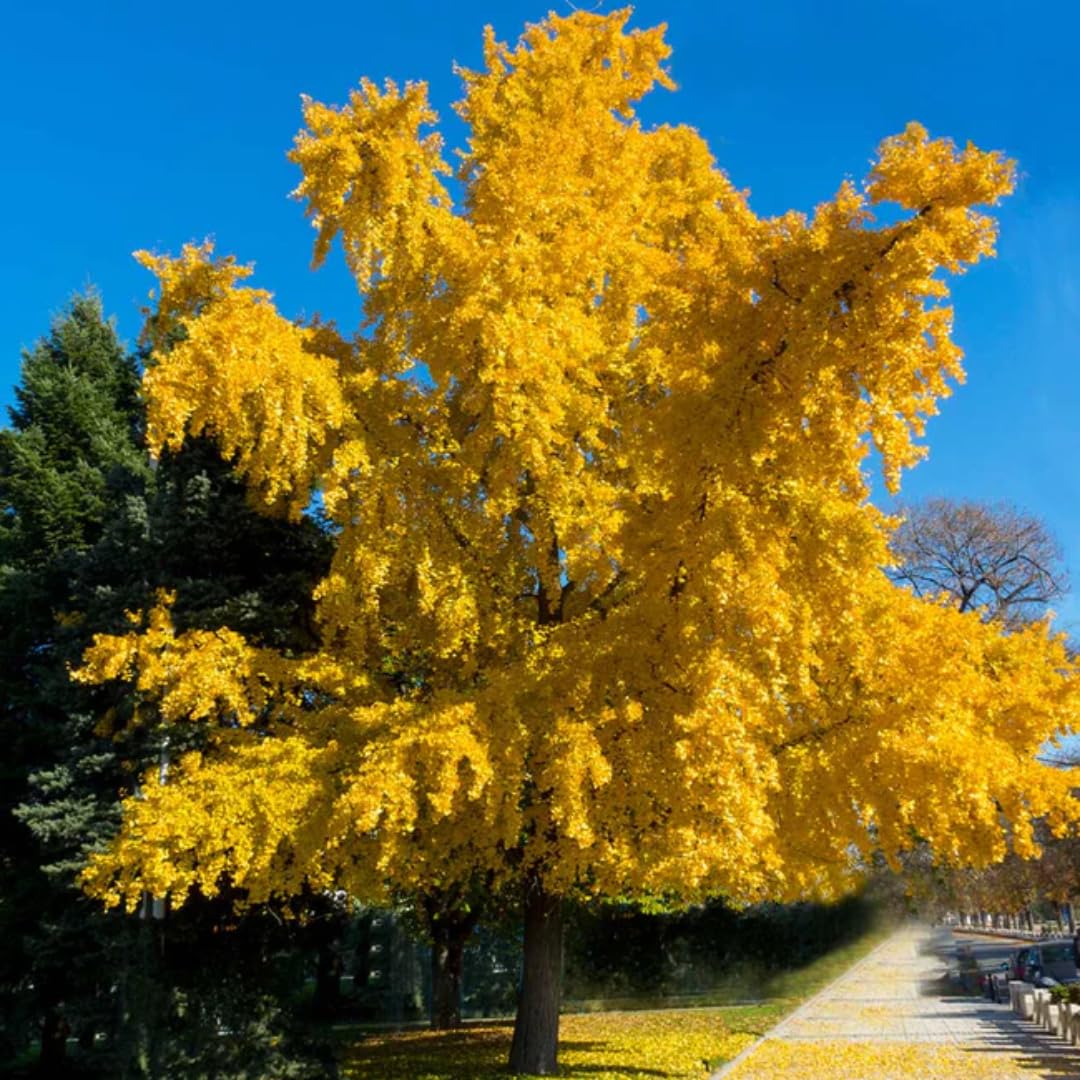 Ginkgo Biloba Tree Live Plant, Maidenhair Tree in Quart Pot, 1 Year Old Ginkgo Tree for Outdoor Planting, Yellow Leaf