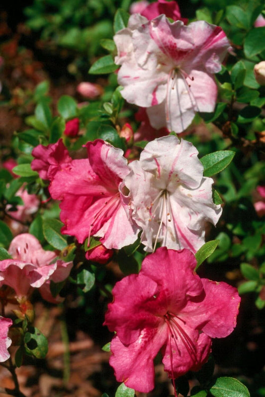 Live Plant - Conversation Piece Azalea Rhododendron Starter Plant Stunning Multi Color Blooms