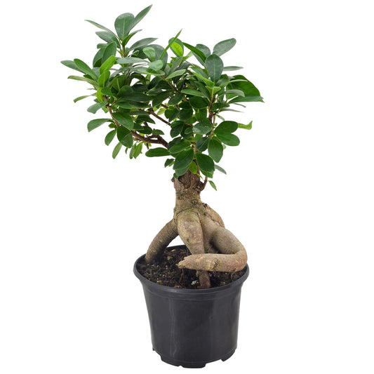 Arcadia Garden Products LV62 Ginseng Ficus Live Indoor Bonsai Plant in 6 in. Plastic Grower Pot, 6 Inch, Green *Sold By Amazon and Arcadia Garden Products*