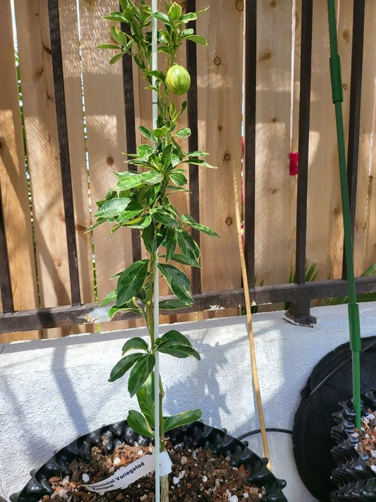 Live Plant - Centennial Variegated Kumquat Tree - Semi-Dwarf - 18-36" Tall Live Citrus Plant