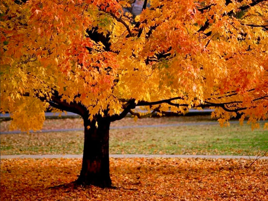American Sycamore Tree - 10-18" Tall - Quart Pot - Live Plant - Platanus occidentalis