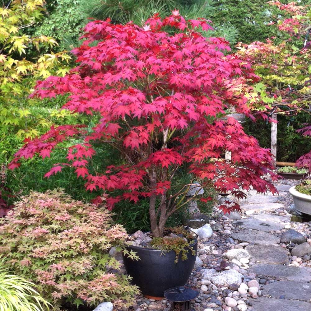 25pcs Red Japanese Maple Tree Seeds Acer Palmatum Atropurpureum