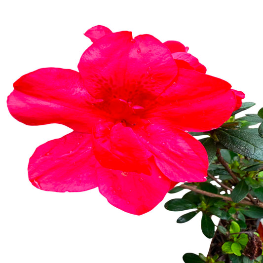 Autumn Bonfire Encore Azalea – Reblooming Evergreen Shrub with Red Flowers, Compact Landscape Plant for Borders & Containers (1 Gallon/Potted/Single Plant)