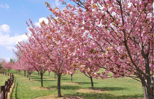 Okame Flowering Cherry Tree - 10-16" Tall Live Plant - Quart Pot - Pink Cherry Blossom Seedling - Prunus 'Okame'