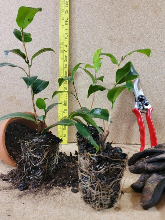 Live Plant - Pink Perfection Camellia Japonica - Starter Plant