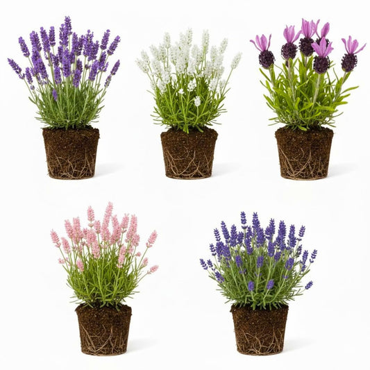 Pack 2 Lavender Live Plants 4-8 Inches, Hardy Fragrant Perennial Outdoor Herb Plant (Assorted Lavender)