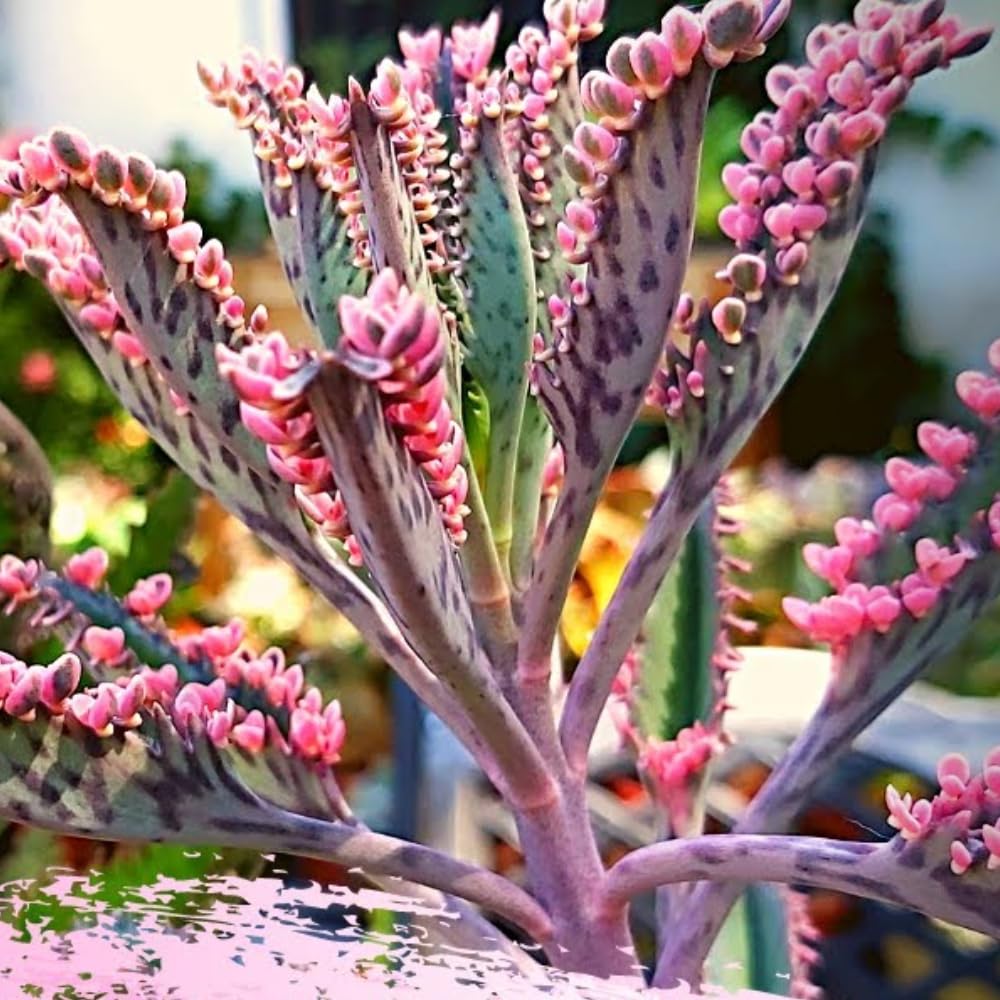 Pink Kalanchoe Plant Live in 2 Inch Pot, Butterfly Kalanchoe Succulent Mother of Thousands, Kalanchoe Live Plant