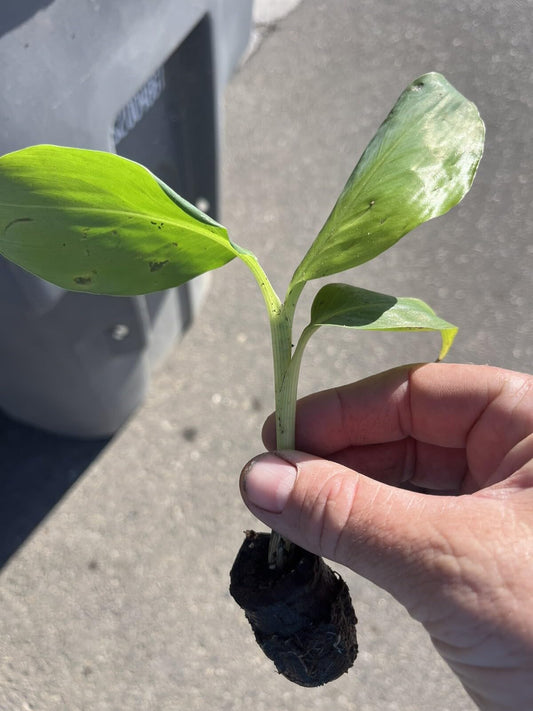 Live Plant - Double Mahoi Banana - 2 Trees-Plants - 3-8 inches - Edible Banana.