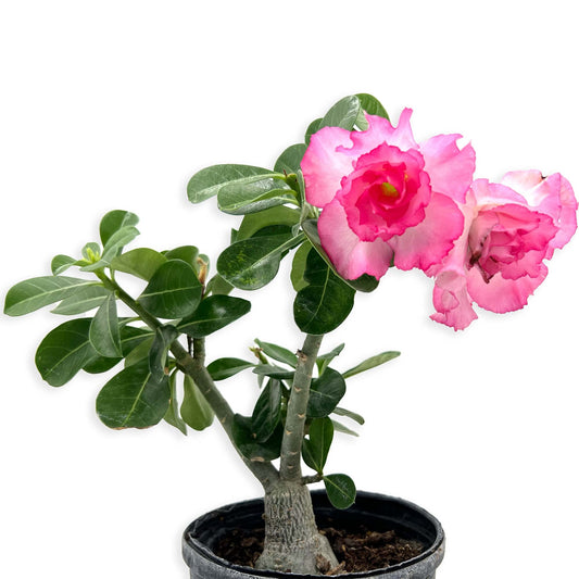 ragnaroc Live Succulents – Adenium Obesum Desert Rose 6-10” tall in 4” pot - 1ct - Color when flowering may be Pink or Red, Bonsai Caudex - Live Arrival Guaranteed - House Plants for Home Decor & Gift