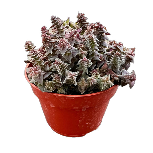 Live Succulents 'Crassula corymbulosa' (4-inch), Succulent Plants Fully Rooted in Pots with Soil, Easy-Care House Plant for DIY, Home Office Decor, Wedding Party Favor