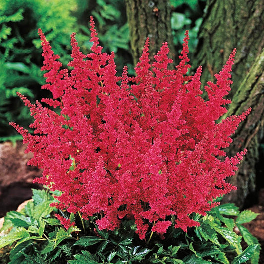 GARDENS ALIVE! - Fanal Red Flowering Astilbe Dormant Bare Root Perennial Starter Plant Roots, 3 Plant per Offer