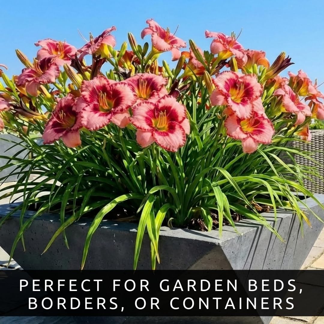 Lipstick and Lies Daylily Bulbs for Planting – Pink and Red Bi-Color Hemerocallis Perennial Flower – Hardy Summer Blooming Garden Lily – Easy Care Outdoor Flower Bulbs (1 Bulb)