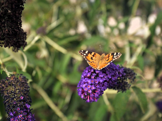 Greenwood Nursery: Live Shrub Plants - Monarch Blue Knight Butterfly Bush + Buddleja/Buddleia Davidii - [Qty: 1x Pint Pot] - (Click for Other Available Plants/Quantities)