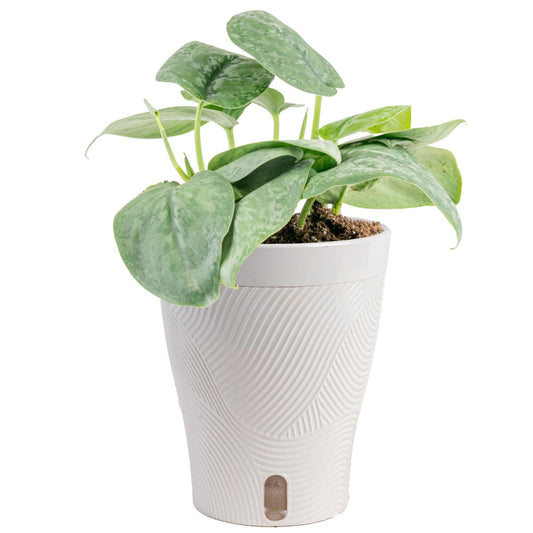 Costa Farms Scindapsus Platinum Java Live Plant in Self Watering Pot, Indoor Houseplant, Perfect for Home, Room, or Office Decor, Great House Warming or Birthday Gift, 9-12 Inches Tall