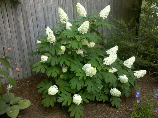 Live Plant - Oakleaf Hydrangea Shrub - 6-10" Tall Live Plant - 4" Pot - Hydrangea quercifolia