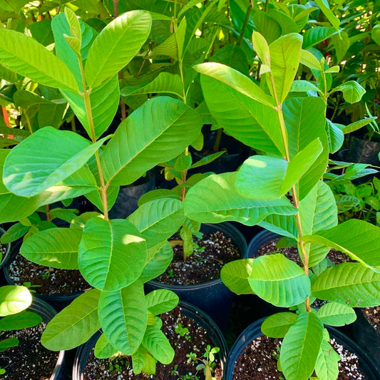 Live Plant - Guava Pear (Psidium Guajava L.) Tropical Live Big Fruit Tree 12”-24” Tall