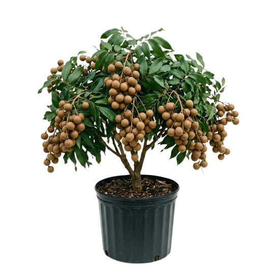 Longan Live Plant, Sweet Longan Tree Potted 3 to 4 Feet, Well Rooted Fruit Tree for Outdoor Garden, No Shipping to CA