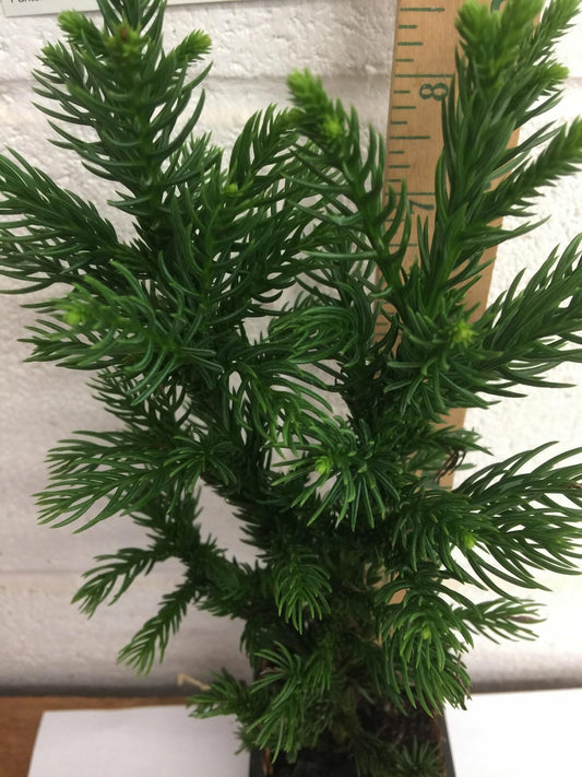 Live Plant - 2 Black Dragon Japanese Cedar Trees - Live Plants - 6-12" Tall - Quart Pots