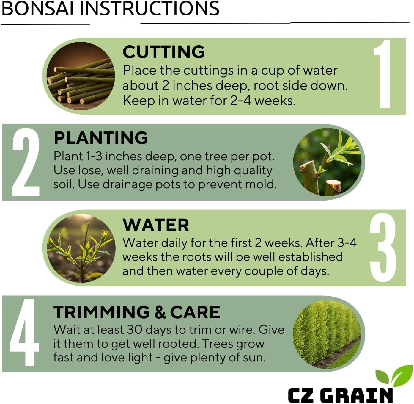 Eversong Weeping Willow Bonsai Tree Cutting to Grow - Thick Trunk Cutting - Great Gift - Fast Growing Indoor or Outdoor Bonsai, Living Desk Plant, Meaningful Present for Home or Office