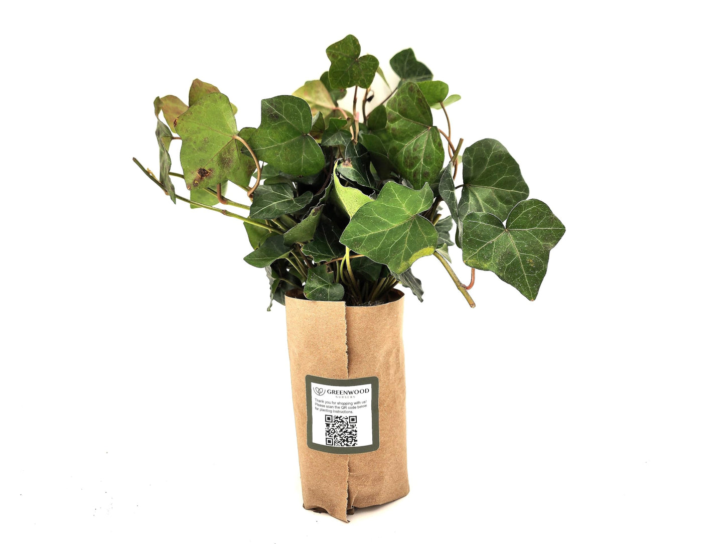 Greenwood Nursery: Live Ground-Cover Plants - English Ivy + Hedera Helix - [Qty: 100 Bare Roots] - (Click for Other Available Plants/Quantities)