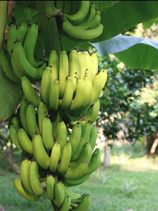 Live Plant - Grand Nain Banana Plant - Banana Tree - 4-6" Without Pot