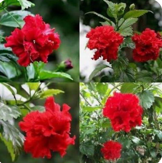 Live Plant - Red Dragon Hibiscus-Small Rooted Starter Plant-Hibiscus Rosa-sinensis