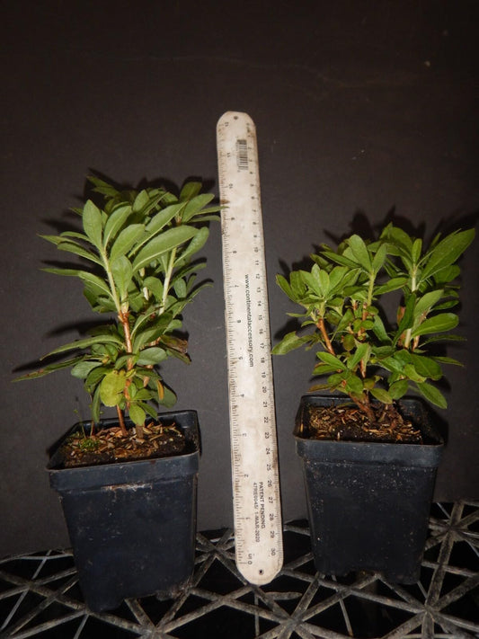Live Plant - Frontier GOLDAromi Azalea Rhododendron HybridWell Rooted PlantMAY BE DORMANT!