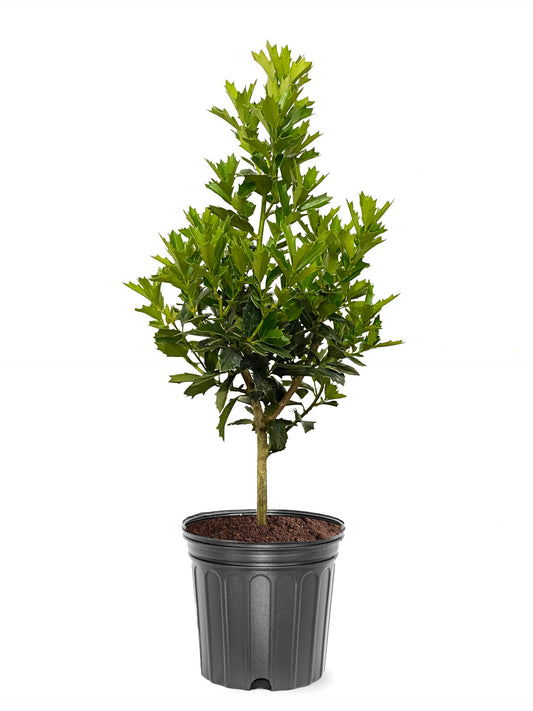 Oak Leaf Holly, Emerald Green Foliage, Medium Growth Rate, Evergreen, 1-2 ft. Height, 3 gal Nursery Pot