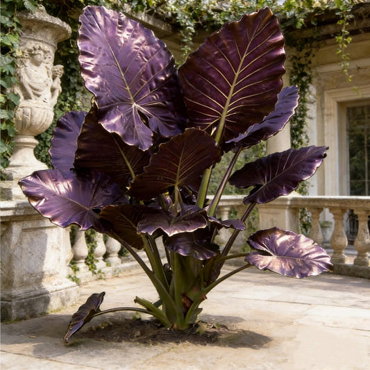 Elephant Ear Plant Bulbs | Exotic Tropical Colocasia for Outdoor Garden Patio and Home Decoration (6)