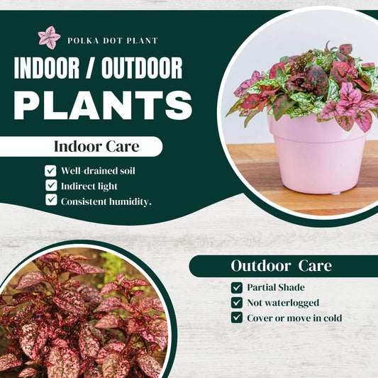 Polka Dot Plant Collection (4-Pack) - House Plants Indoors Live, Air Purifying Live Indoor House Plants, (Red, White, Rose, and Pink) Indoor Plants Live houseplants.