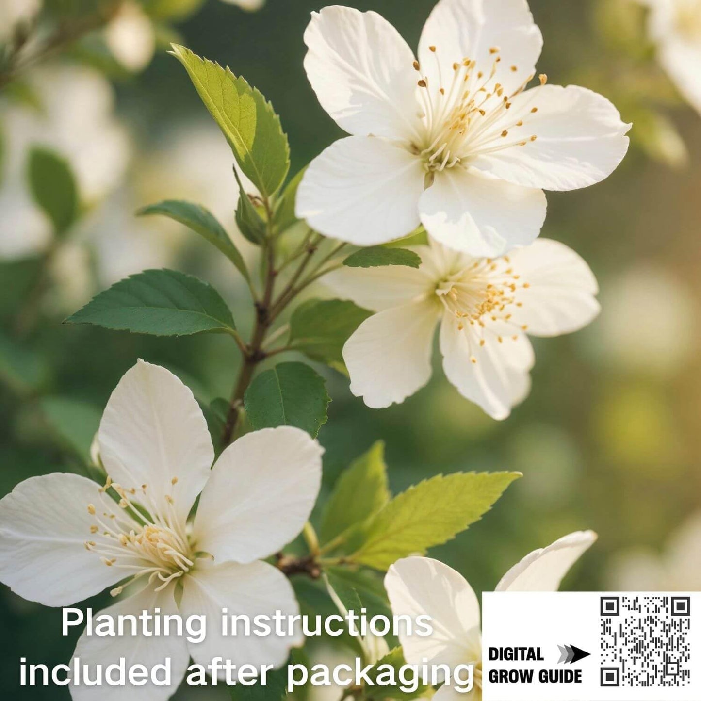 150+ Climbing Jasmine Flower Seeds for Planting – Easy to Grow, Non-GMO, High Germination Fragrant Flowers for Home Garden, Balcony, Trellis, Fence, Vertical Garden Decor