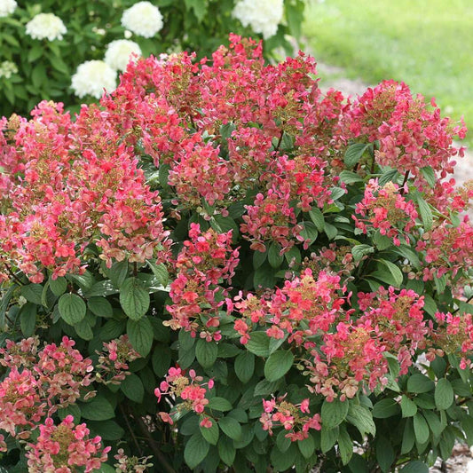 Live Plant - Little Quick Fire Panicle Hydrangea Petite Dwarf Shrub - 6-12" Tall - Quart Pot