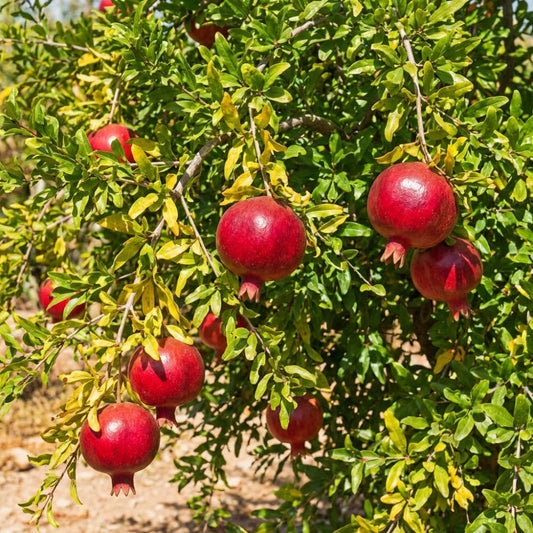 Wonderful Pomegranate Live Plant, Sweet Pomegranate Seedlings from 4 to 6 Inches Tall, Red Fruit Tree for Patios and Gardens