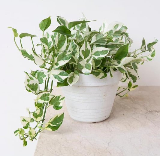 Jade and Pearls Pothos - 2 Inch Potted and Rooted - Great Indoor Plant - Air Purification - Easy Care