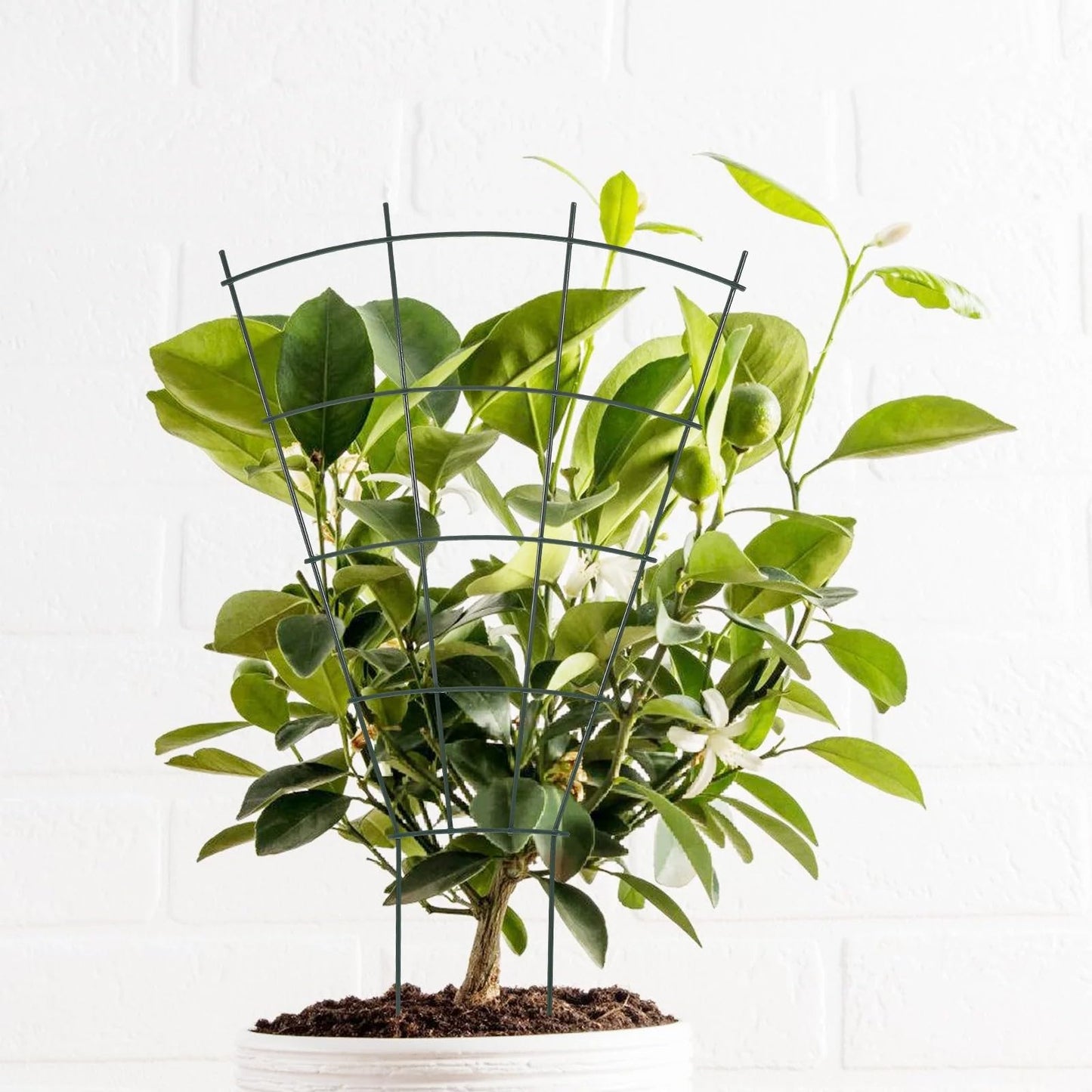 Plant Trellis for Potted Climbing Plants Indoor, Outdoor Metal Garden Trellis for Climbing Plants Houseplants Flowers Vine Ivy, Fan Shape (2)