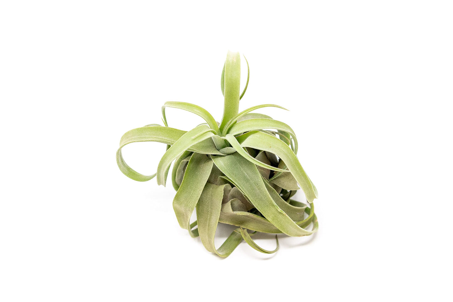 Medium Air Plants Streptophylla - Live Tillandsia Succulent House Plants - Available in Wholesale and Bulk - Home and Garden Decor - Easy Care Indoor and Outdoor Plant (Pack of 1)