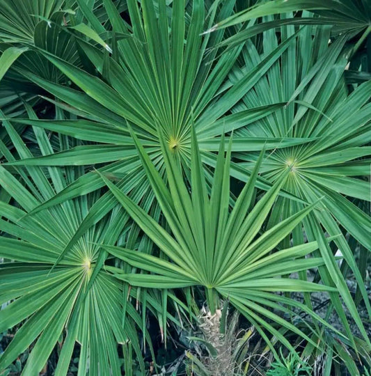 Live Plant - Saw Palmetto-Serenoa Repens-Small Rooted Starter Plant-Medicinal Properties!