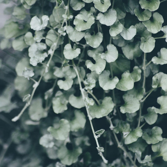 Clovers Garden Dichondra Silver Falls Plants Two (2) Live Plants – Non-GMO - Not Seeds - Each 4" to 8" Tall – in 4" Inch Pots - Heat, Drought Tolerant