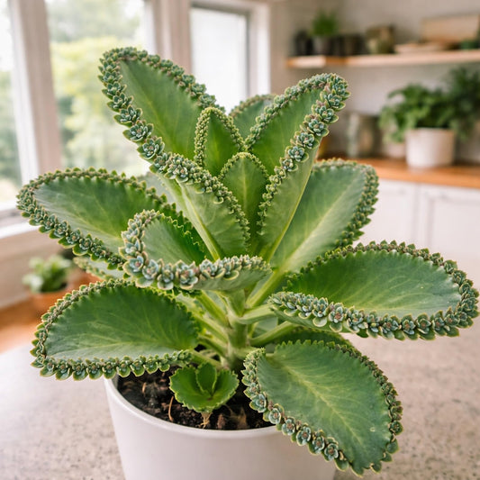 Pinnata Kalanchoe Starter Plant - 2 Inch Pot - Mother of Thousands