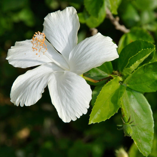 5 White Diana Rose of Sharon Hibiscus (Althea) Shrubs - 10-18" Tall Live Plants - Flowering Bush/Tree Seedlings - Hibiscus syriacus 'Diana' - (Pack of 5)