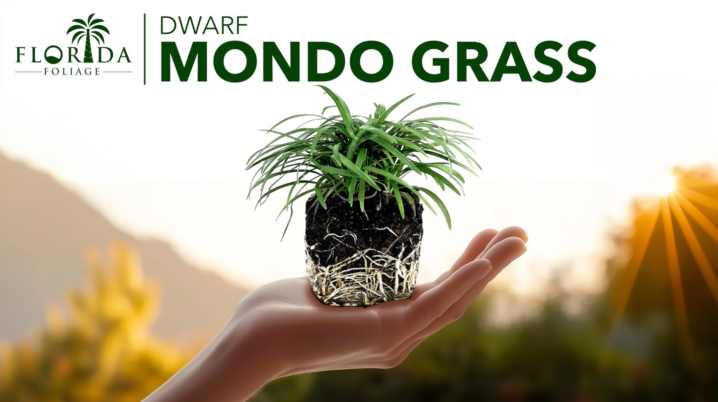 Dwarf Mondo Grass | 15 Large 4 Inch Pots | Ophiopogon Japonicus Nanus | Live Evergreen Shade Loving Groundcover