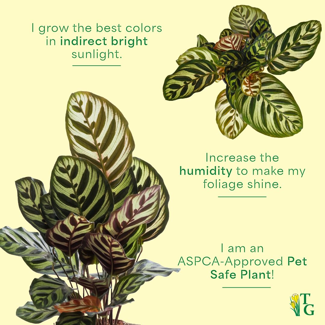 Thorsen's Greenhouse Peacock Calathea, Live Indoor Plant, Safe for Pets, Colorful Foliage, Rare Variety, Peacock Plant, 4" Diameter (Lavender)
