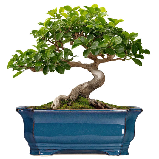 Teagas Bonsai Pots 11.6 Inch - Ceramic Succulent Pots with Drainage Hole, Rectangular Planter for Indoor Outdoor, Decorative Ceramic Flower Pot, Home Garden Room Decor, Plant Lover Gifts, Retro Blue