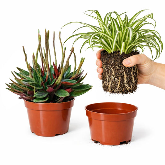 Easy to Grow Houseplants Mix Pack of 2 Full Size Potted Plants - Established & Rooted in 4" Quart Pots, Growers Assorted Mix of Air-Purifying Large Plants (Not Starter Plugs)