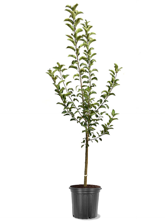 American Plant Exchange Apple Tree 'Hackworth' – Live Fruit-Bearing Plant, 5-Gallon Pot, Heat-Tolerant, for Home Orchards, Backyard Gardens & Edible Landscapes