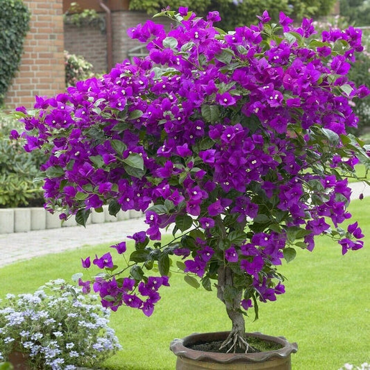 Live Plant - Violet Bougainvillea Small Well Rooted Starter Plant