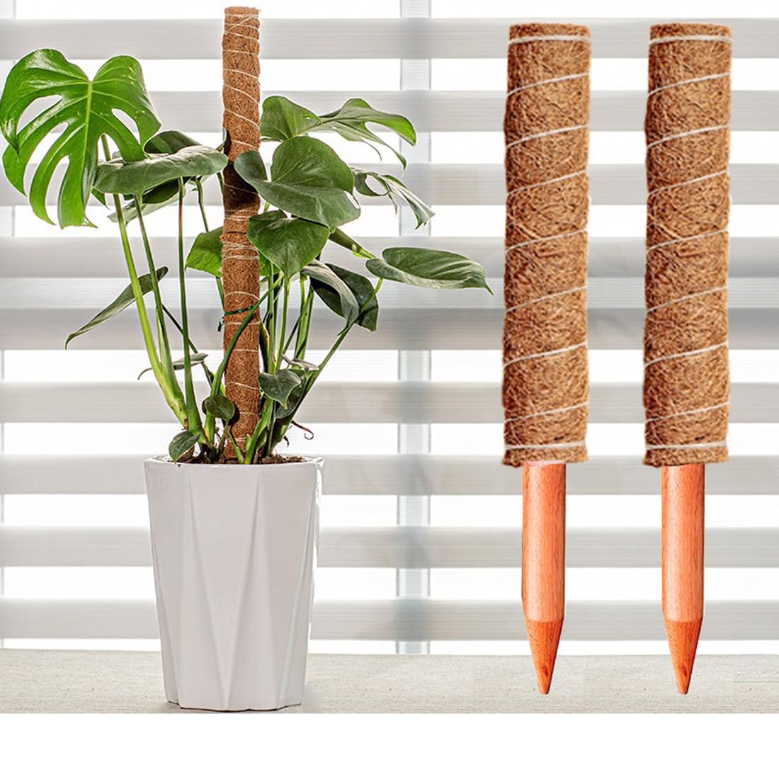Lythor Moss Pole Set of 4 Extra-Long 63 inch Coir Pole Moss Stick, 4Pcs 15.8 inch for Indoor Monstera Plant Support and Train Creepers and Climbing Plants Grow Upwards