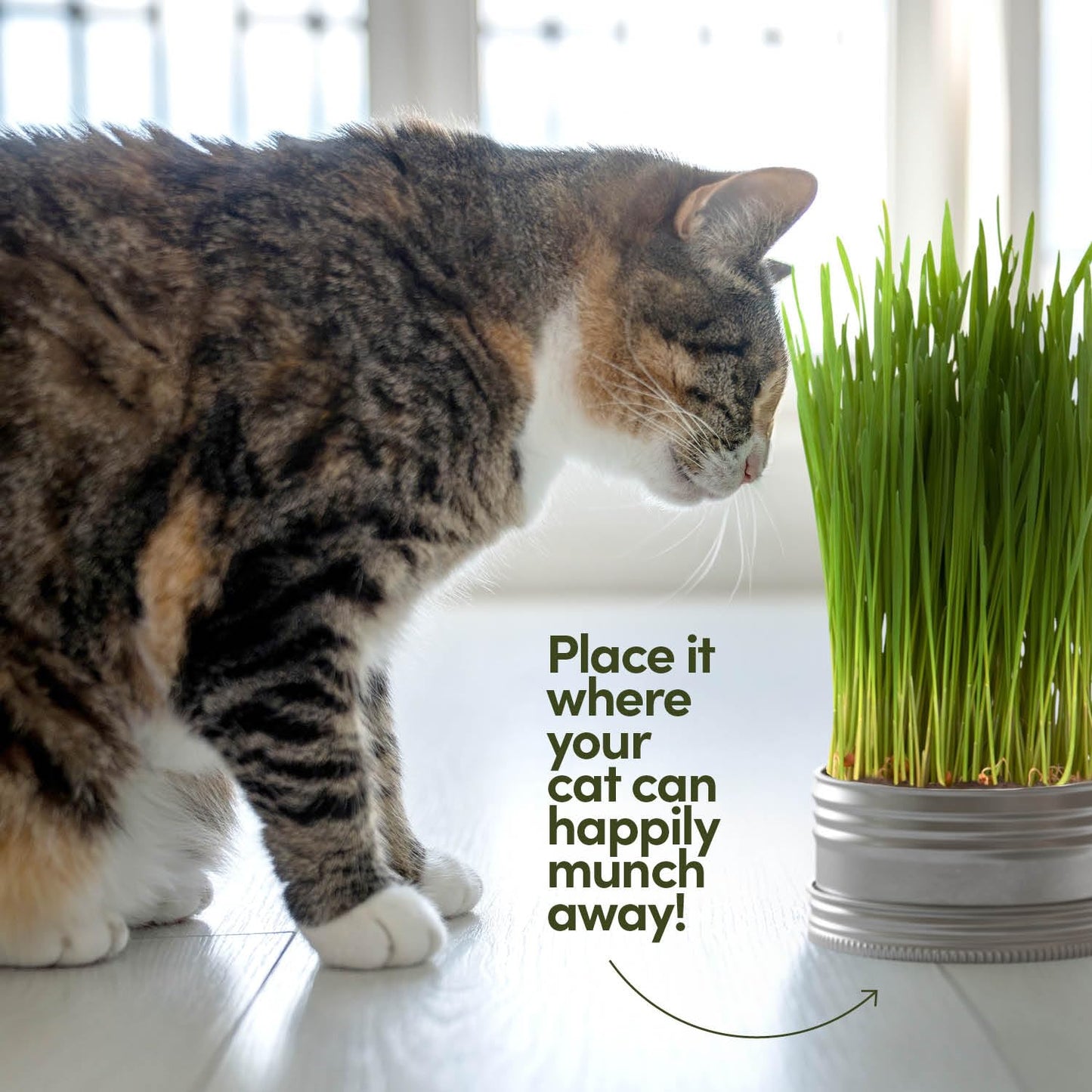 Cat Grass for Indoor Cats Kit - 3 Complete Growing Organic Planter Kits - Grow Your Own Cat Grass - Organic Plant Seeds - Pet Health Supplies Stuff - Gift for Pet Lover