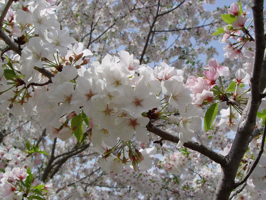 Live Plant - Snowgoose Flowering Cherry Tree - Live Plant - 6-14" Tall Seedling - 2.5" Pot